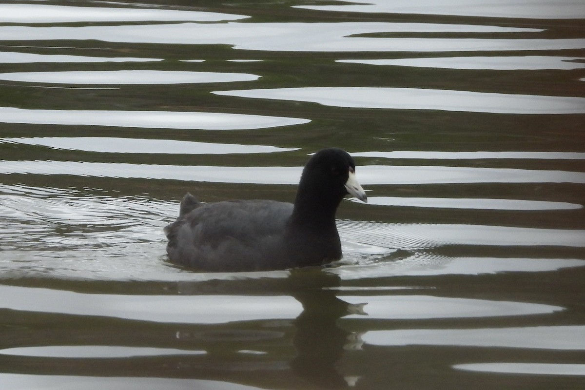 Amerika Mekesi - ML651055861