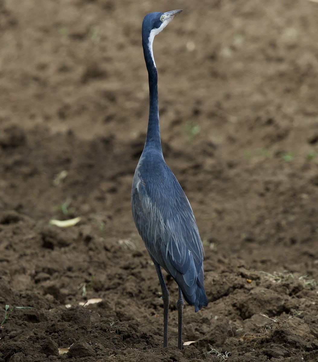 Héron mélanocéphale - ML651055879