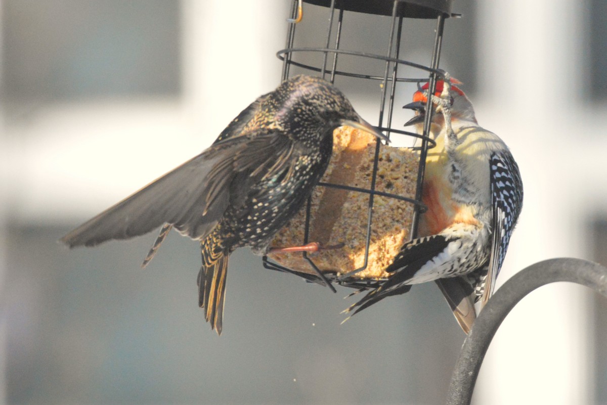 European Starling - ML651055889