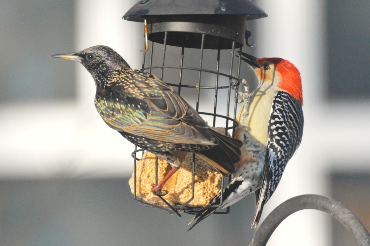 European Starling - ML651055892