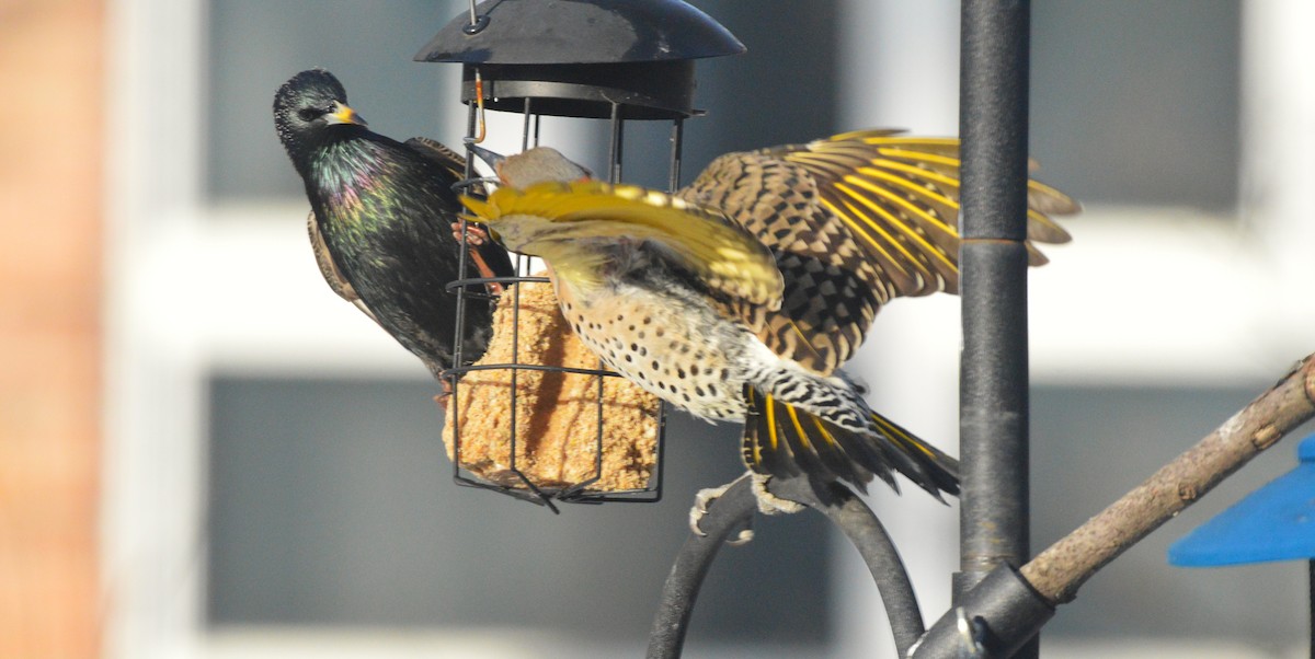 European Starling - ML651055894