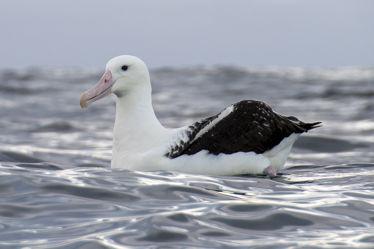 Northern Royal Albatross - ML651055918