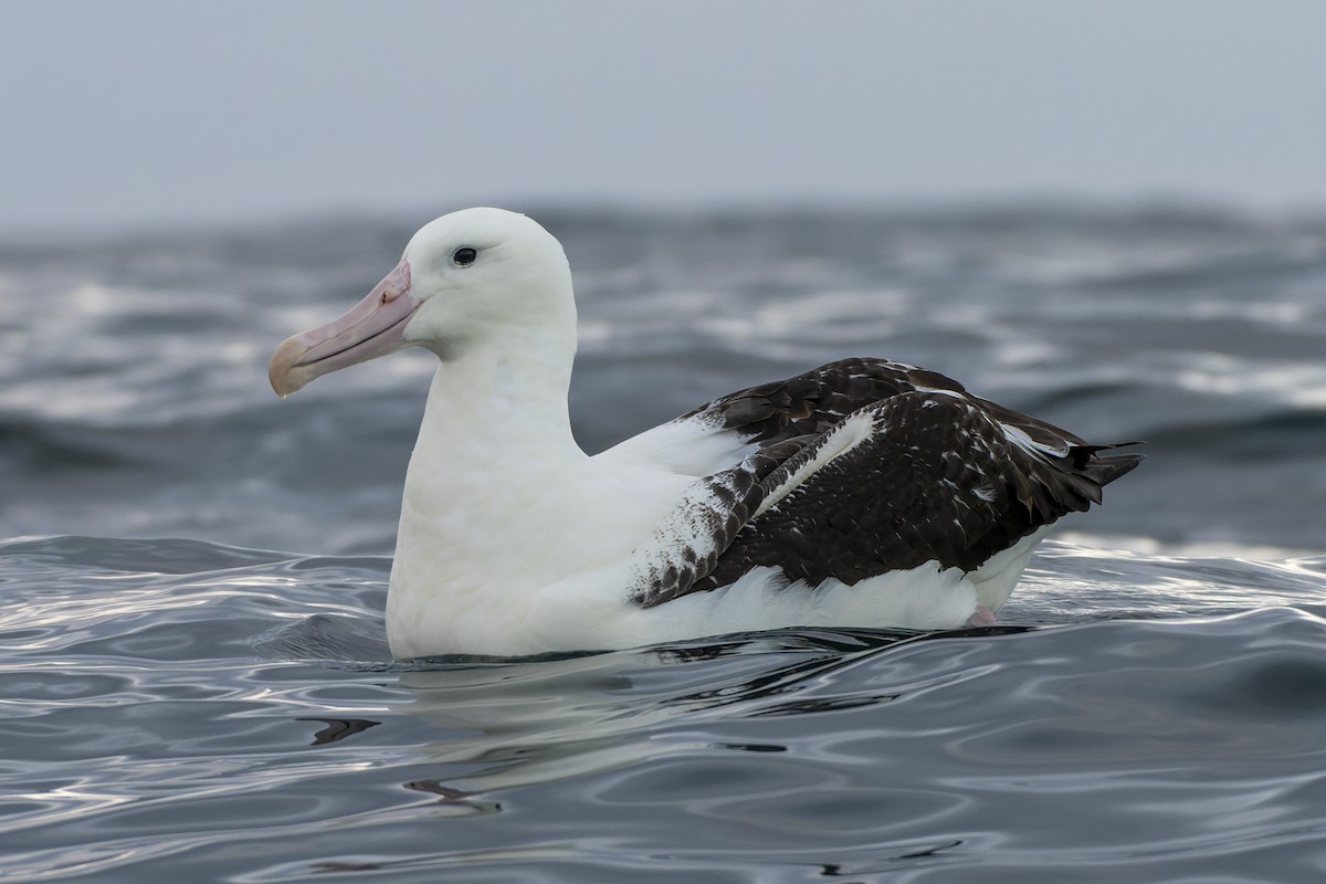 Northern Royal Albatross - ML651055919