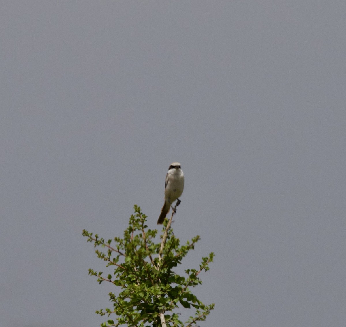 Pie-grièche du Turkestan - ML651055926