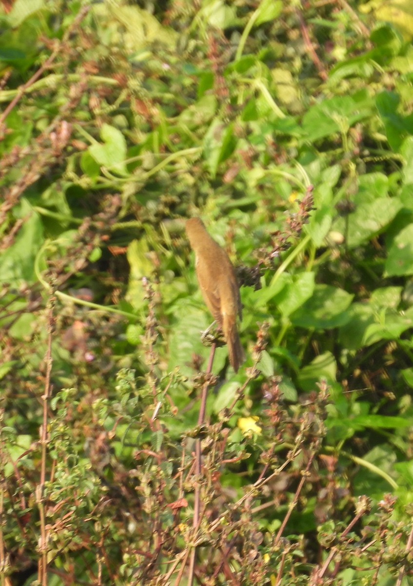 Oriental Reed Warbler - ML651055940