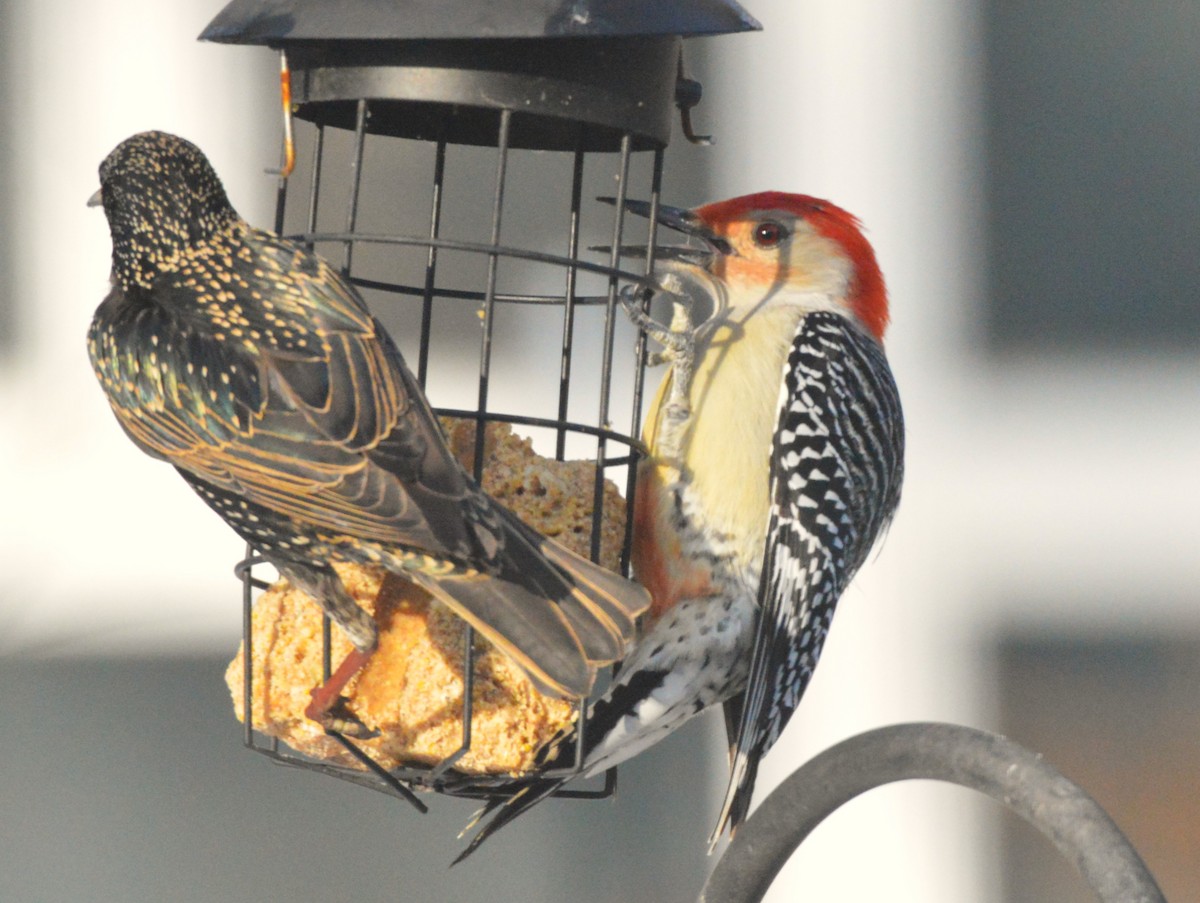 Red-bellied Woodpecker - ML651055941