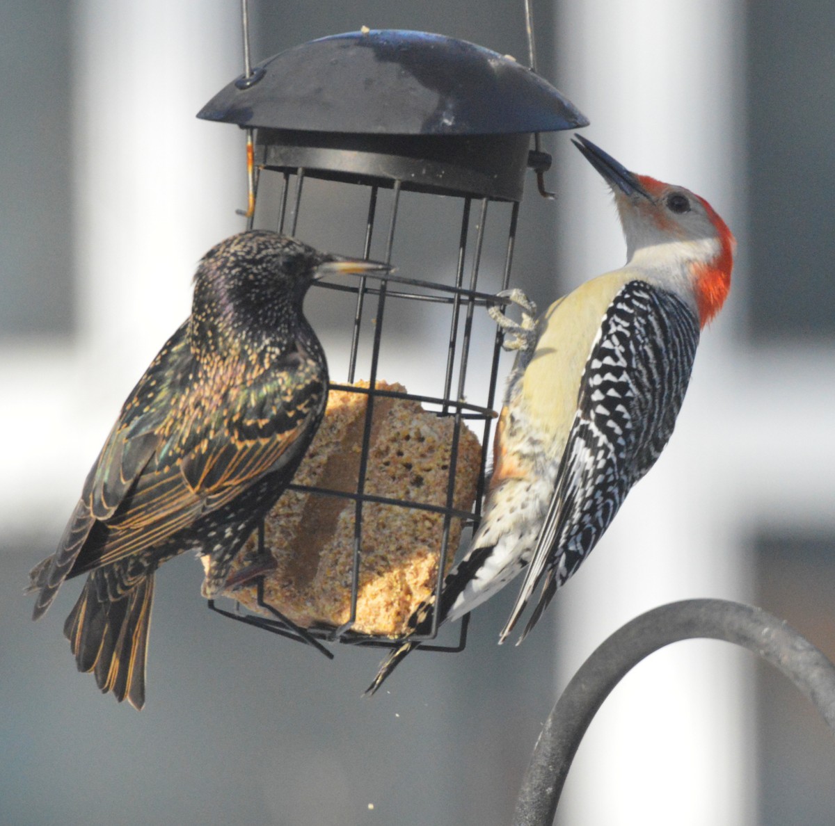 Red-bellied Woodpecker - ML651055943