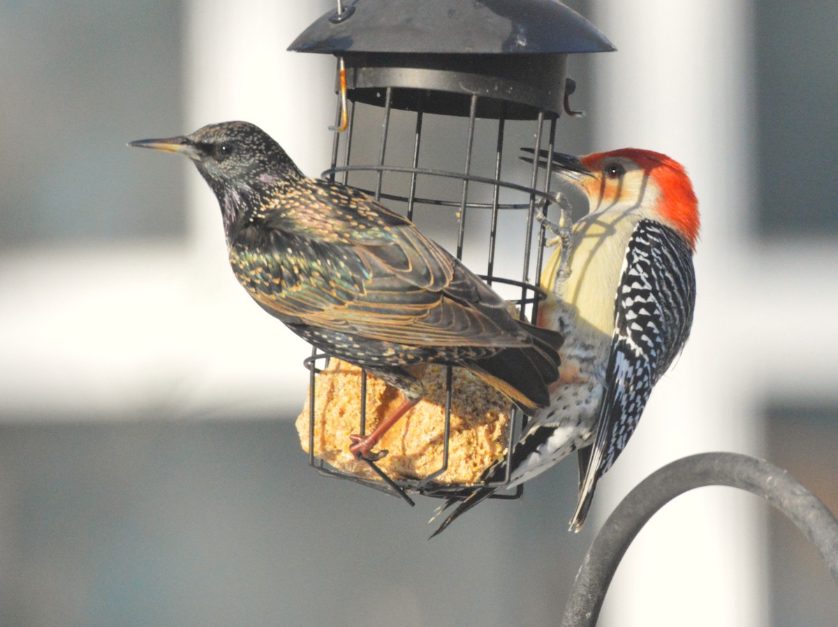 Red-bellied Woodpecker - ML651055945