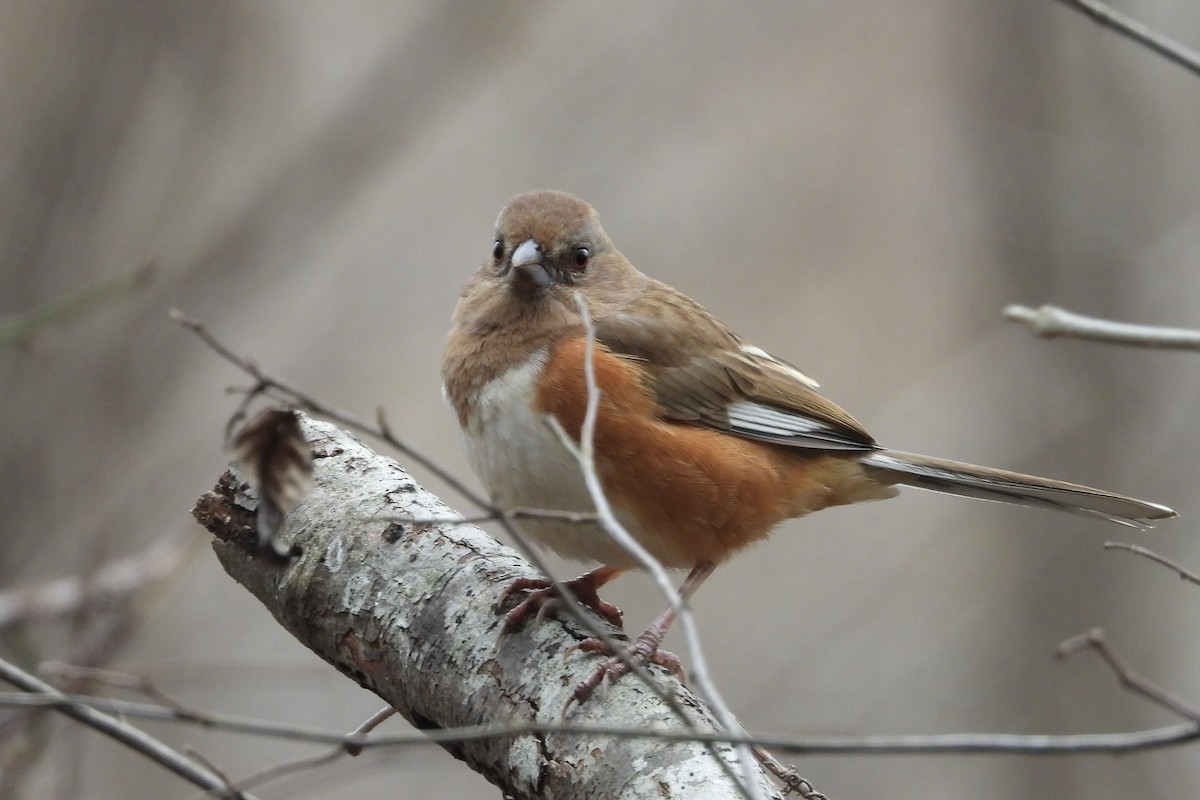 Kızıl Böğürlü Tovi - ML651055964