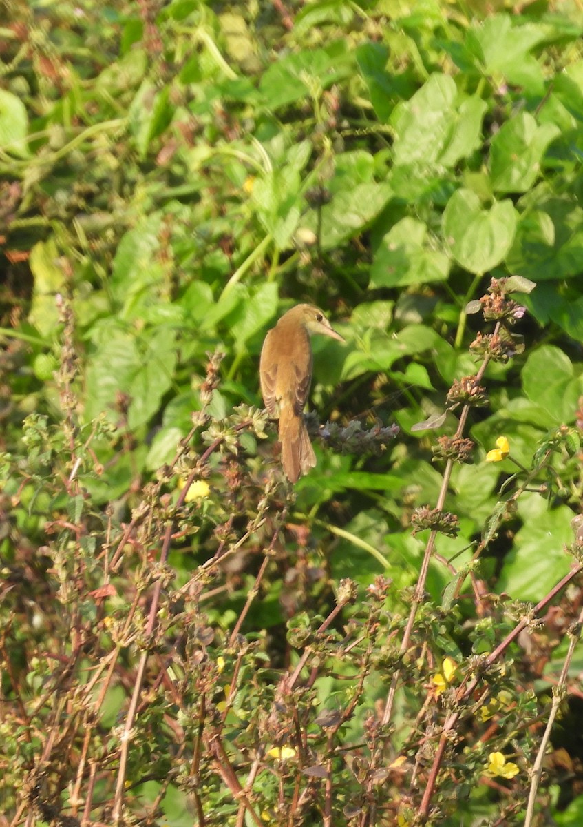 Oriental Reed Warbler - ML651055999