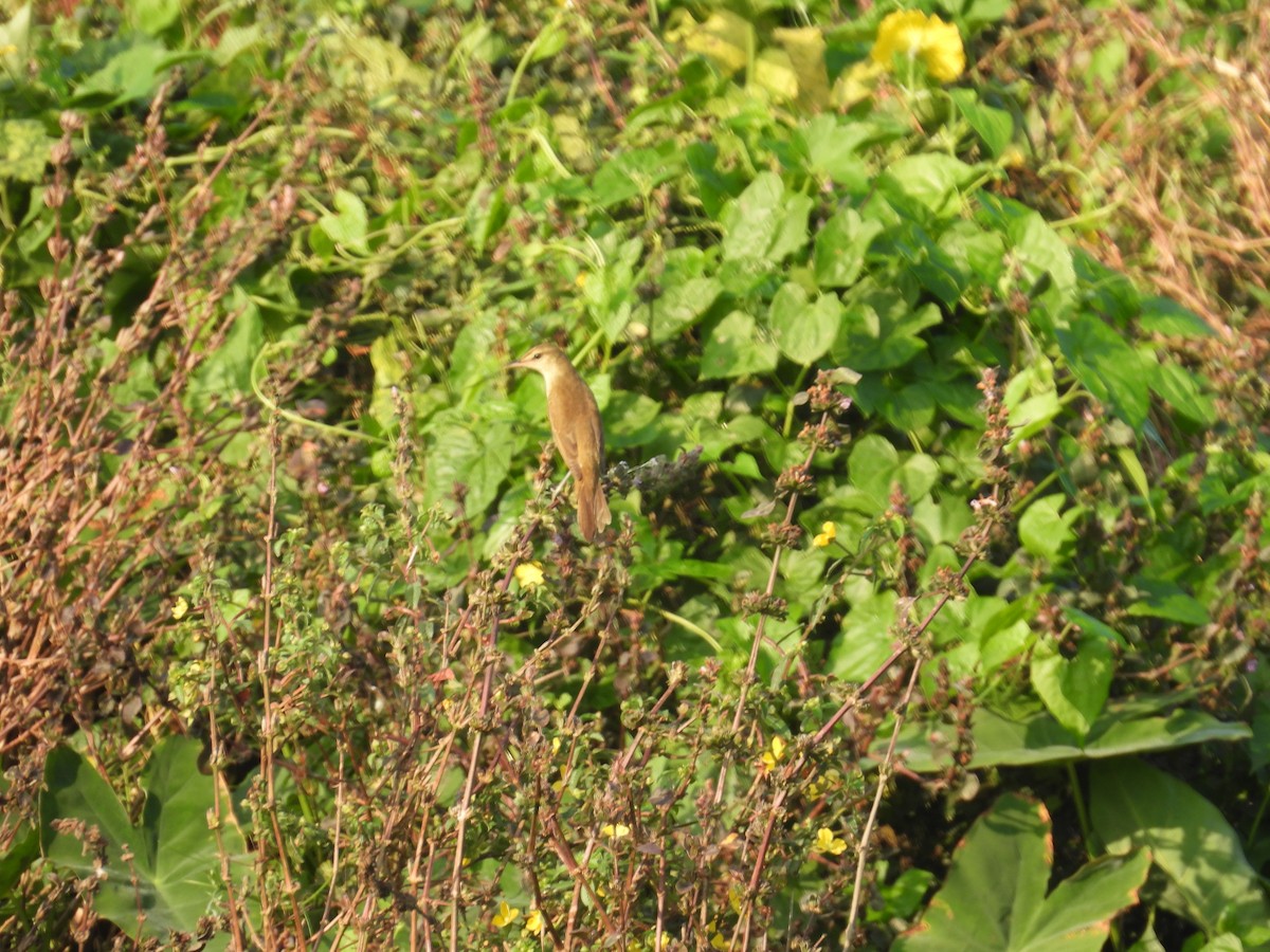 Oriental Reed Warbler - ML651056011