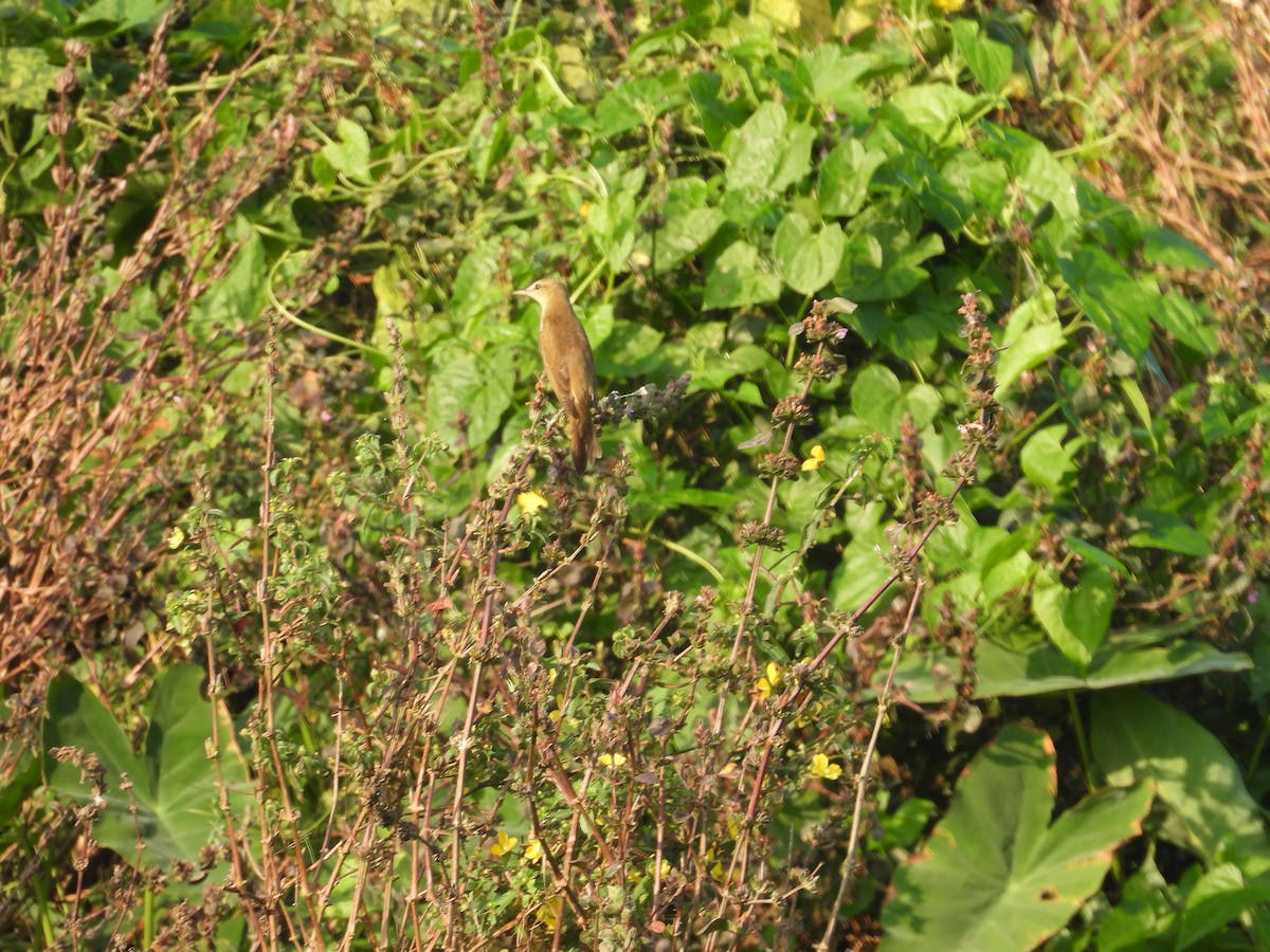 Oriental Reed Warbler - ML651056024