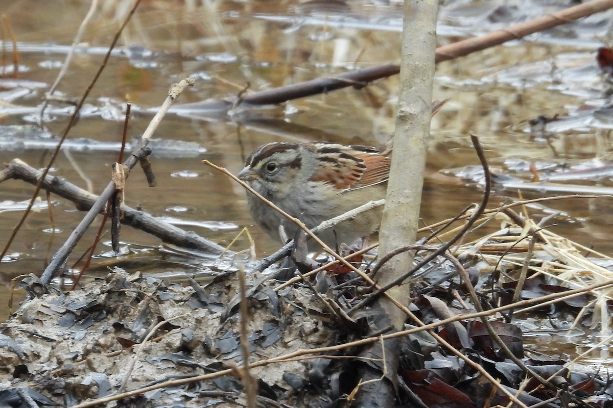 Bataklık Serçesi - ML651056040