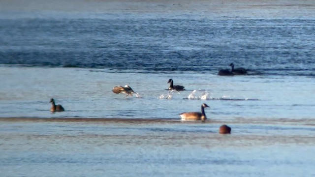 雑種 マガモ x オナガガモ - eBird