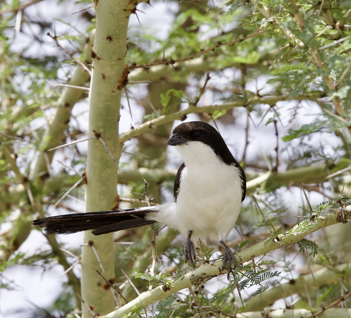 Pie-grièche à longue queue - ML651056070