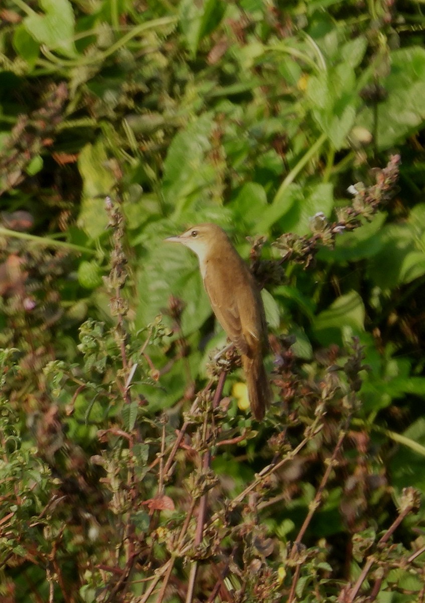 Oriental Reed Warbler - ML651056084
