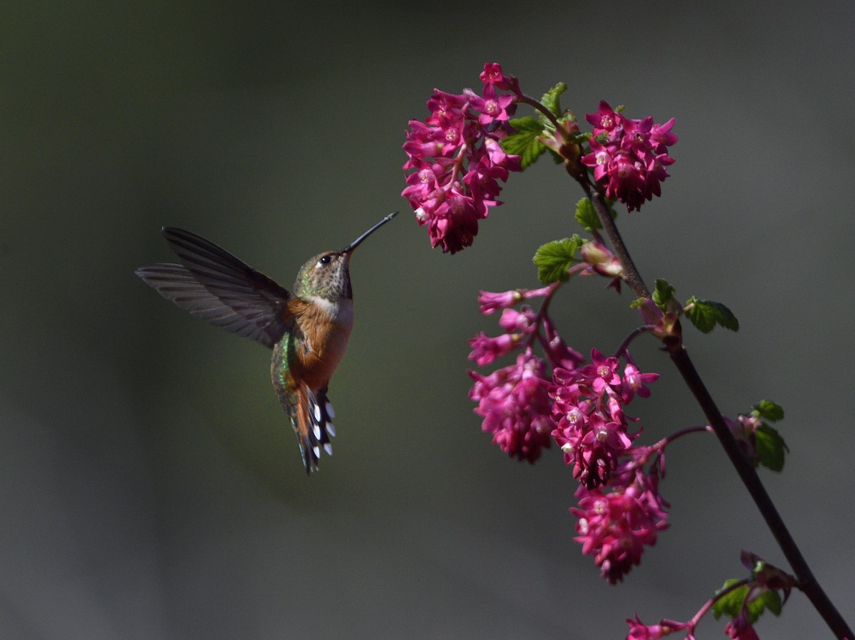 アレンハチドリ - ML651056111