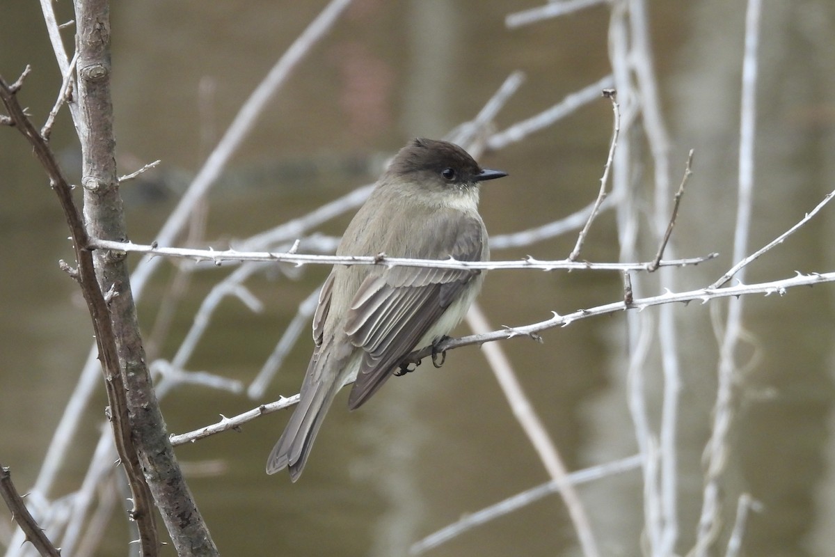 Ak Karınlı Fibi - ML651056120