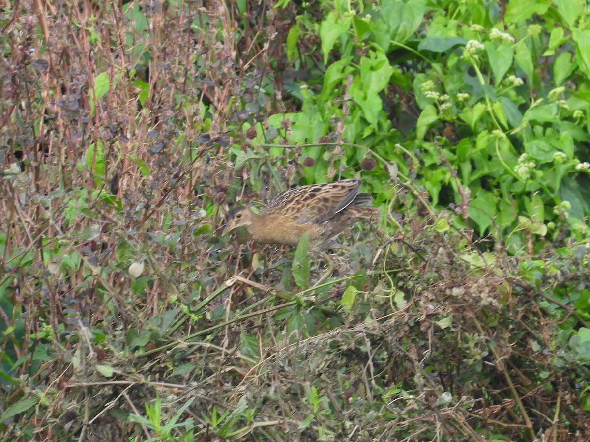 Watercock - ML651056137