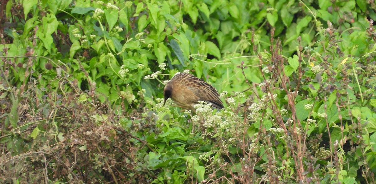 Watercock - ML651056194