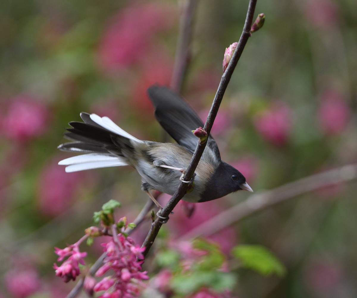 ユキヒメドリ - ML651056325