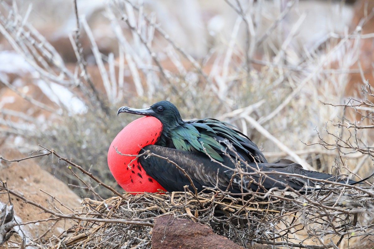 Frégate du Pacifique - ML651056388