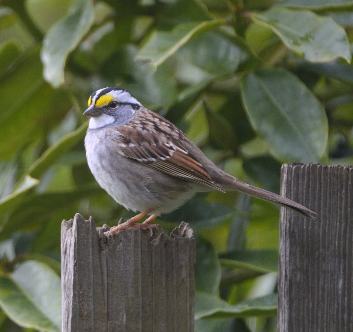 ノドジロシトド - ML651056403