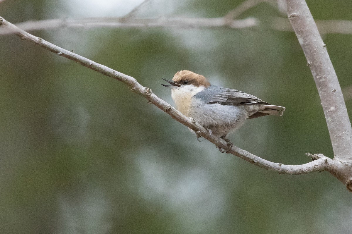 Boz Başlı Sıvacı - ML651056439