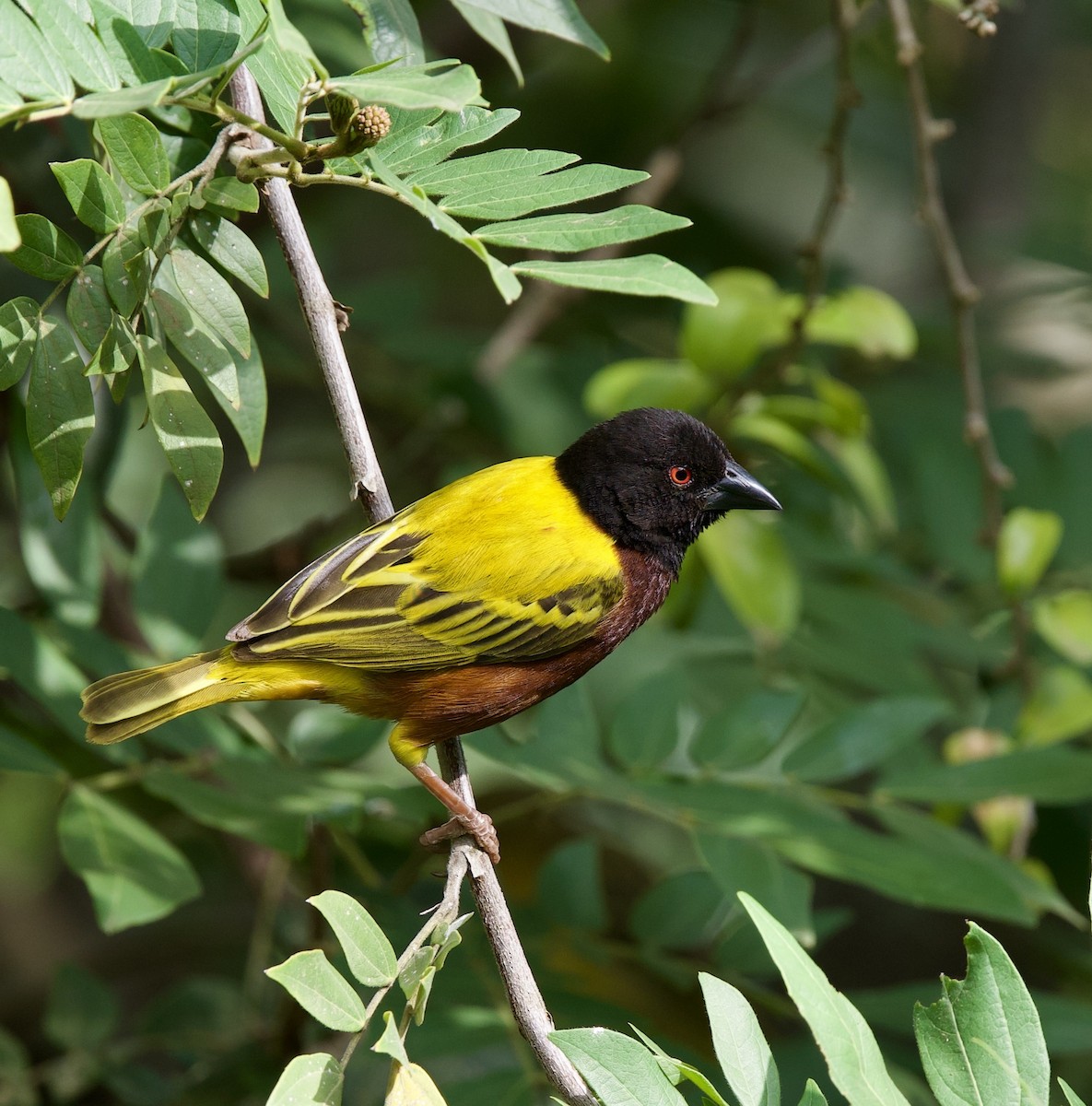 Tisserin à dos d'or - ML651056548