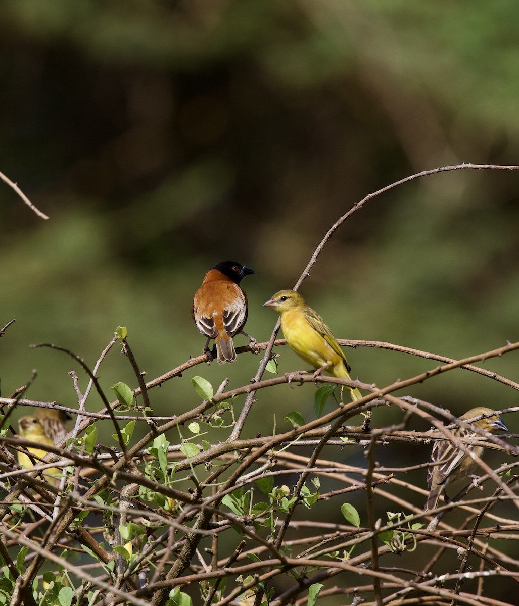 Tisserin à dos d'or - ML651056550
