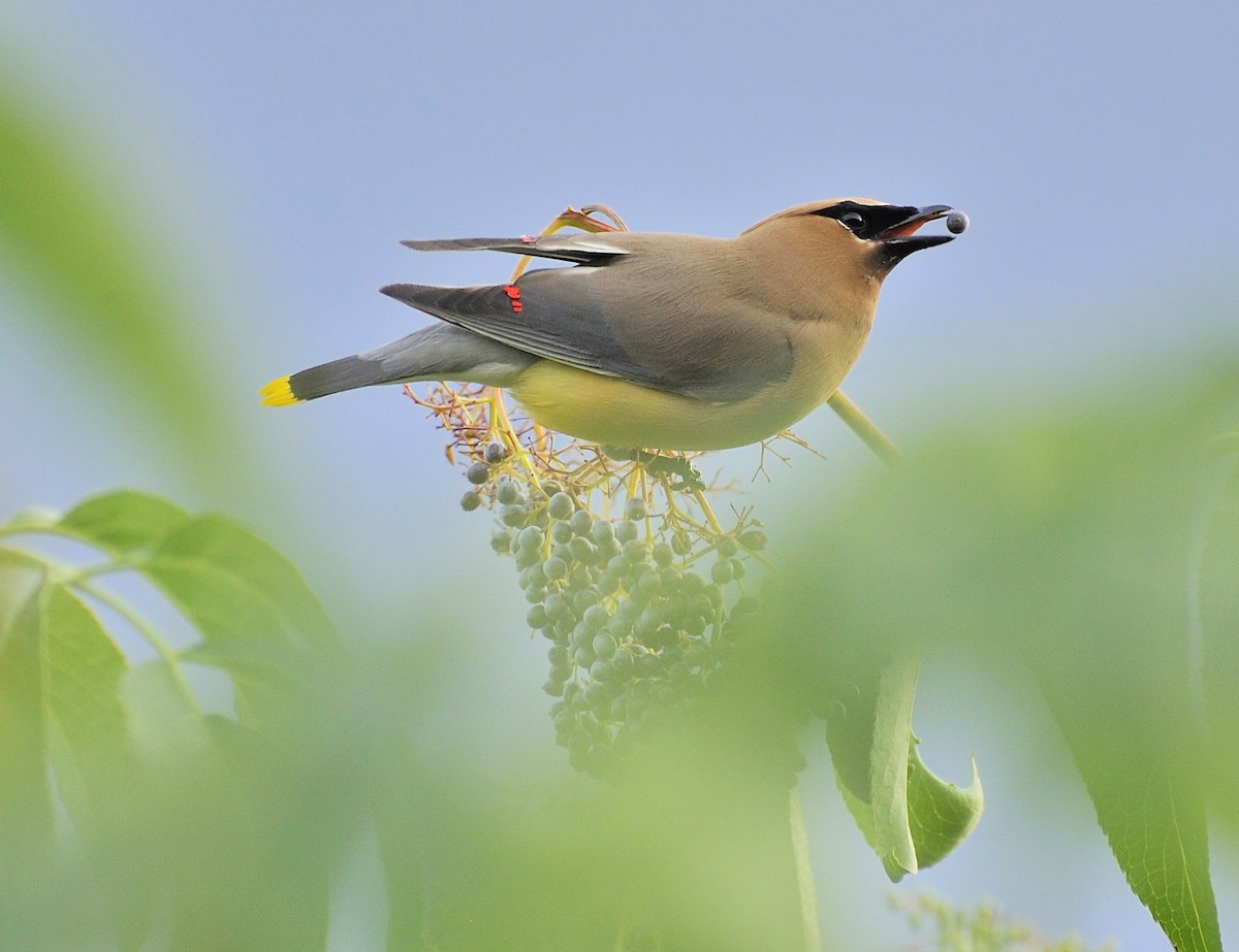 ヒメレンジャク - ML651056570