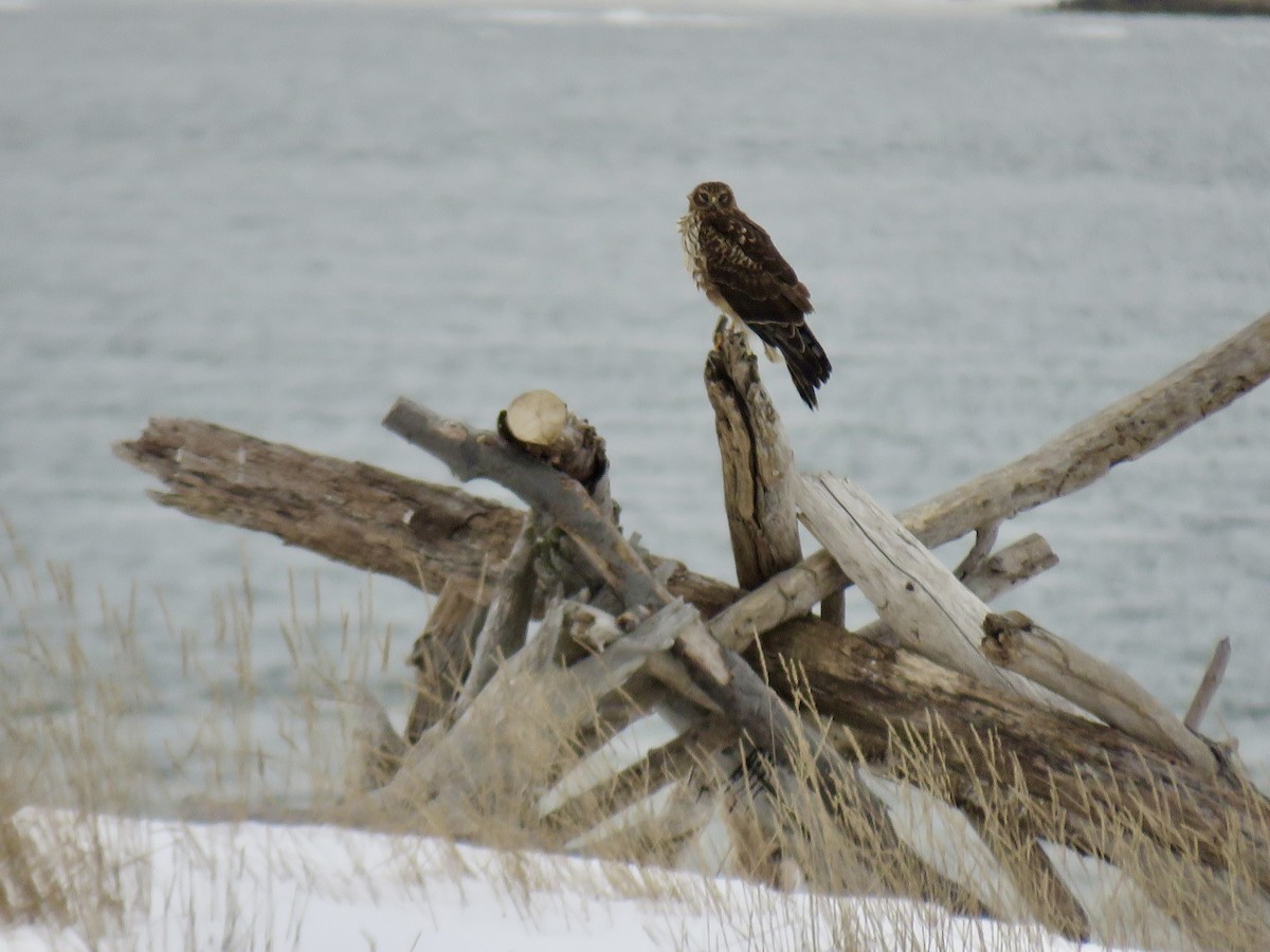 זרון אמריקני - ML651056595