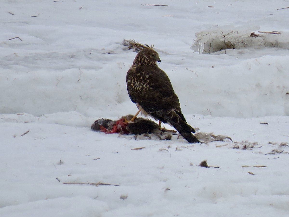 זרון אמריקני - ML651056596