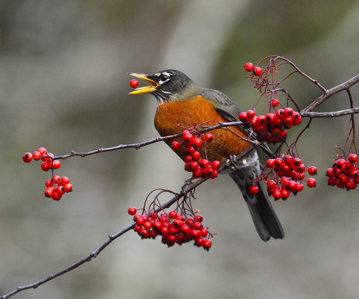 コマツグミ - ML651056609