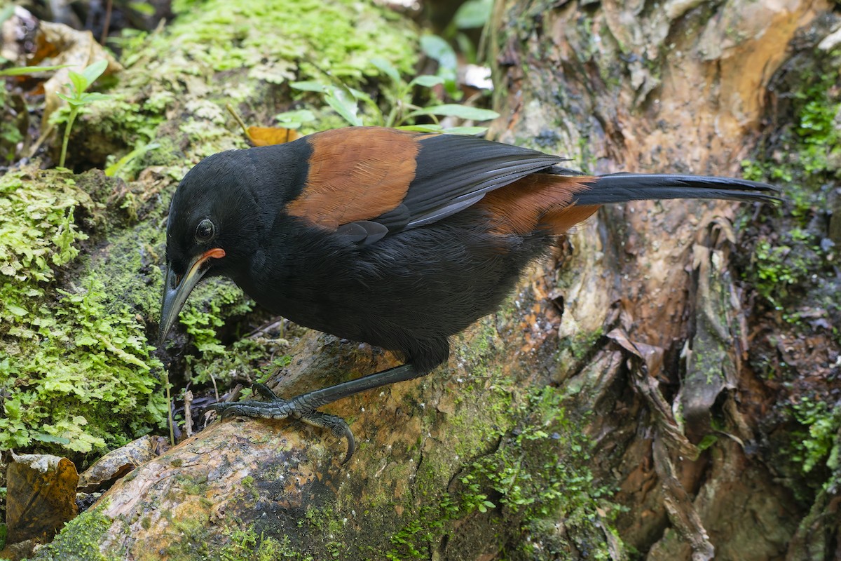 North Island Saddleback - ML651056655