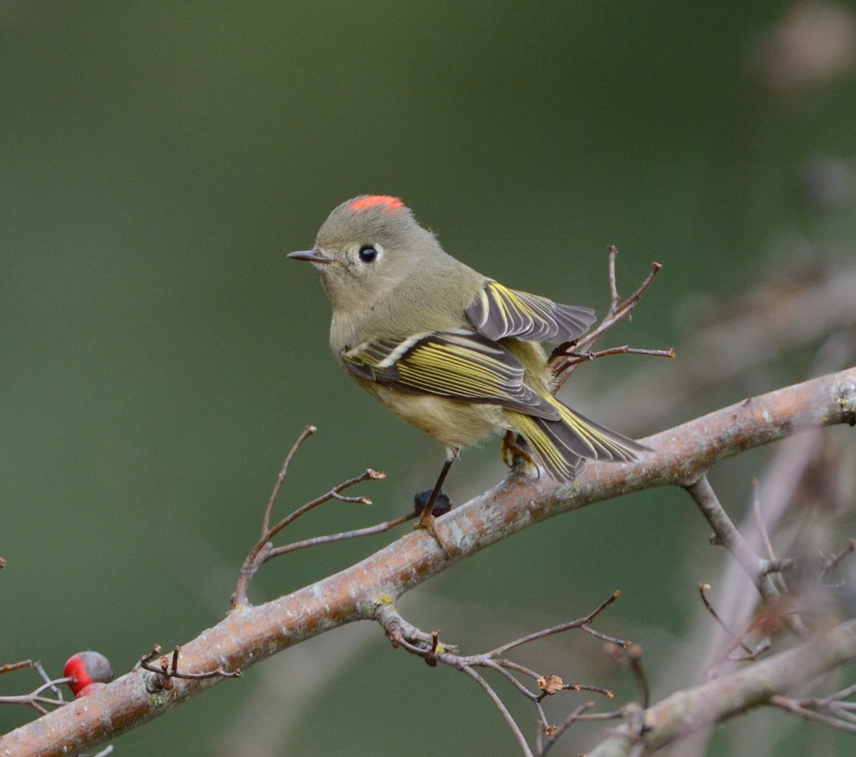 ルビーキクイタダキ - ML651056745