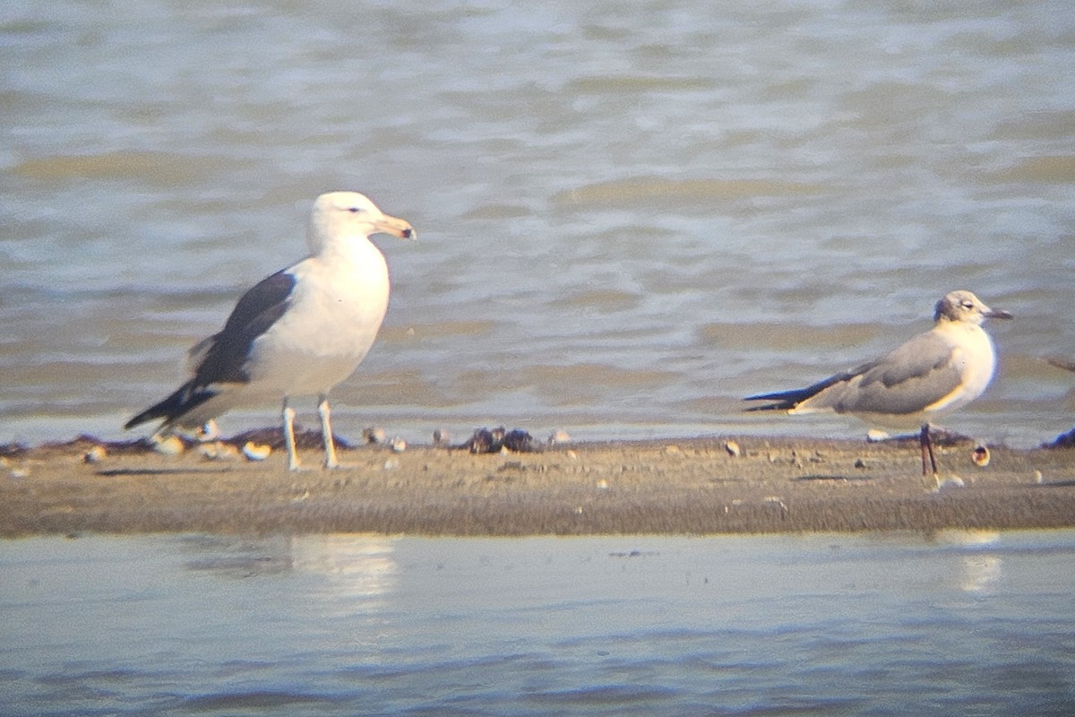 Kelp Gull - ML651056754