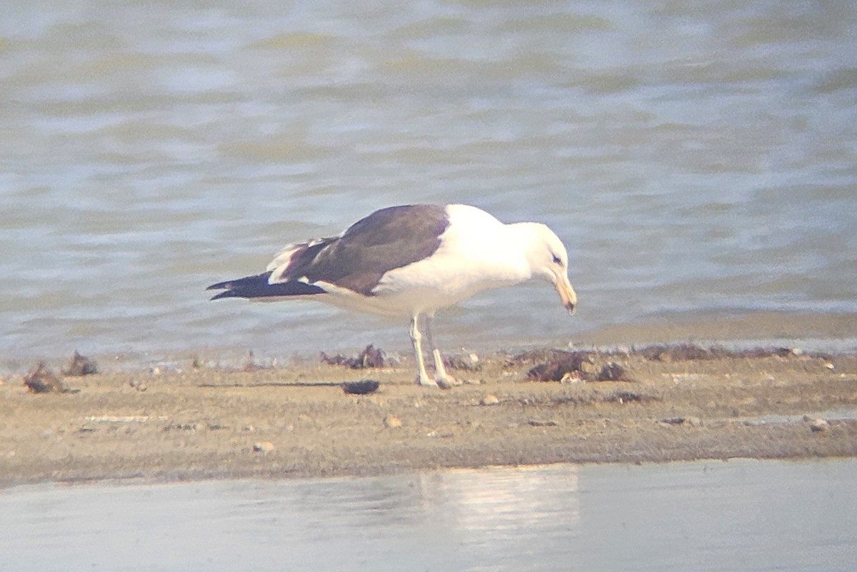 Kelp Gull - ML651056755
