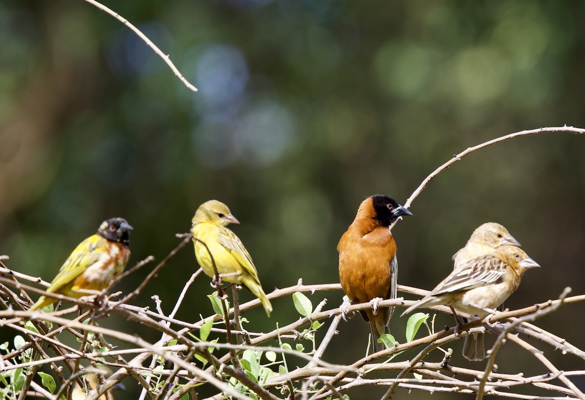 Tisserin roux - ML651056771