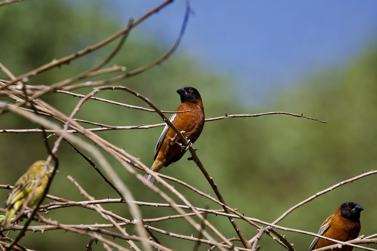 Tisserin roux - ML651056772