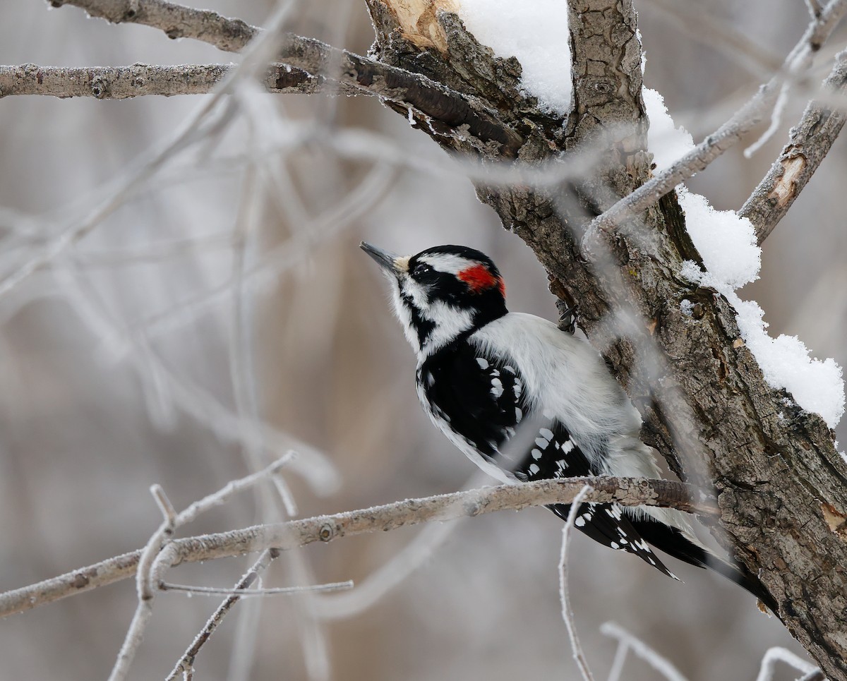 セジロアカゲラ - ML651056919