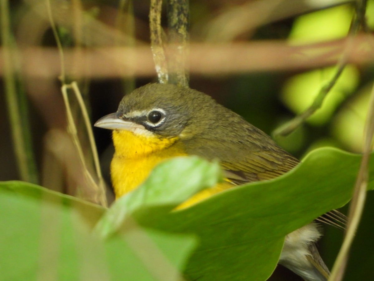 オオアメリカムシクイ - ML651056989