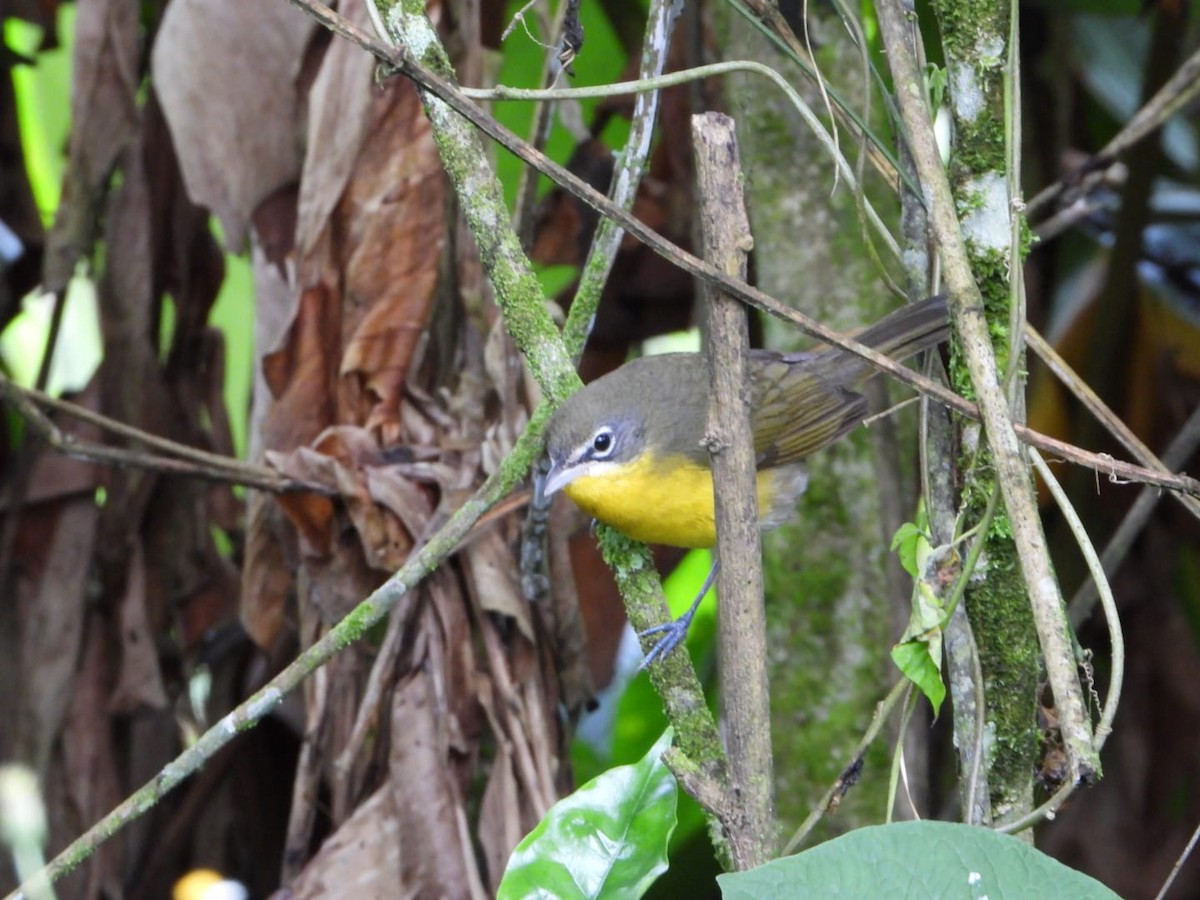 オオアメリカムシクイ - ML651056990