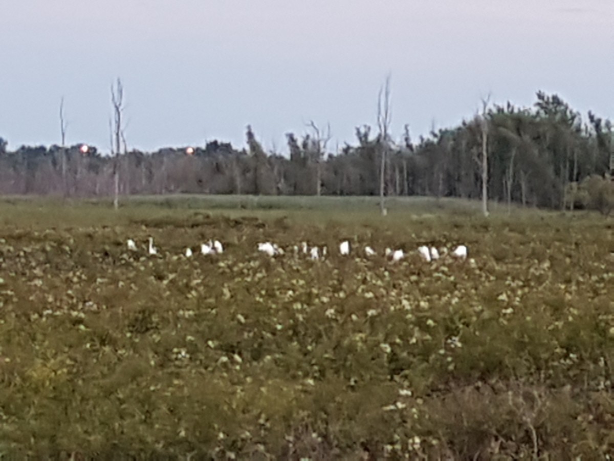 Great Egret - ML65105701