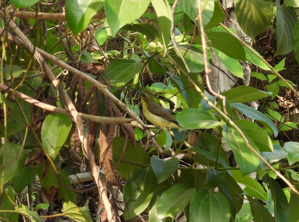 Ornate Sunbird - ML651057104