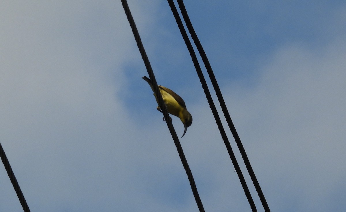 Ornate Sunbird - ML651057139