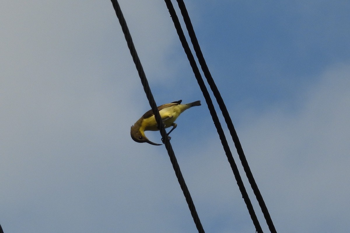 Ornate Sunbird - ML651057205