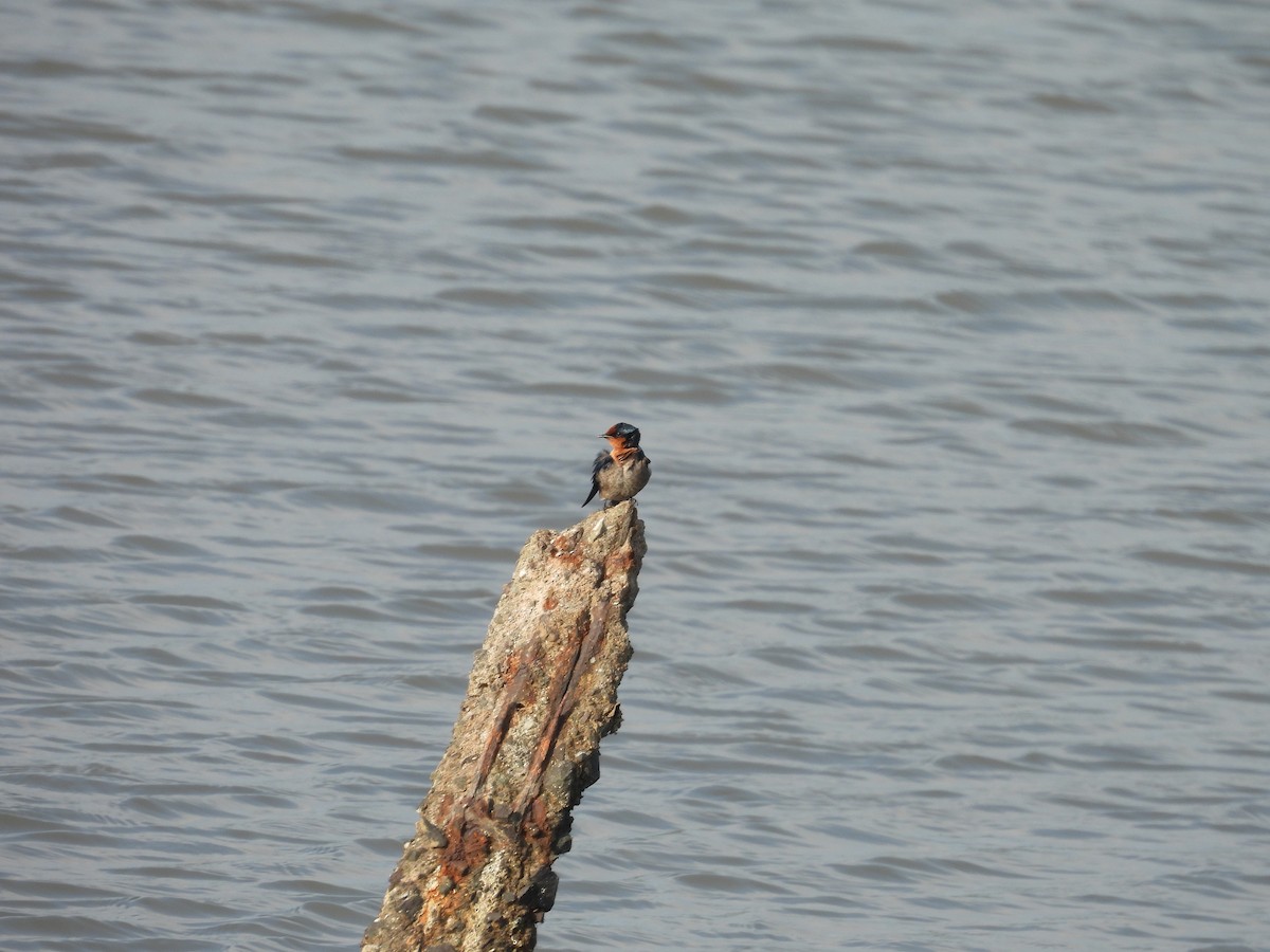 Pacific Swallow - ML651057236