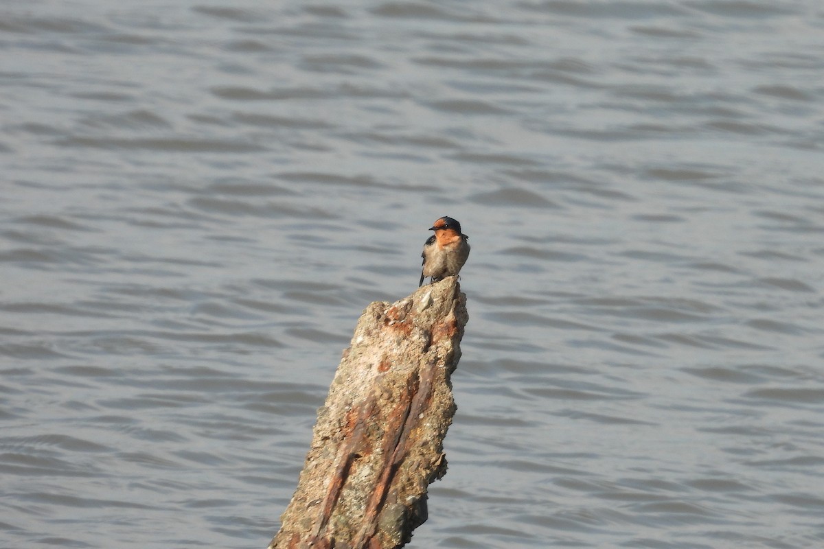 Pacific Swallow - ML651057309