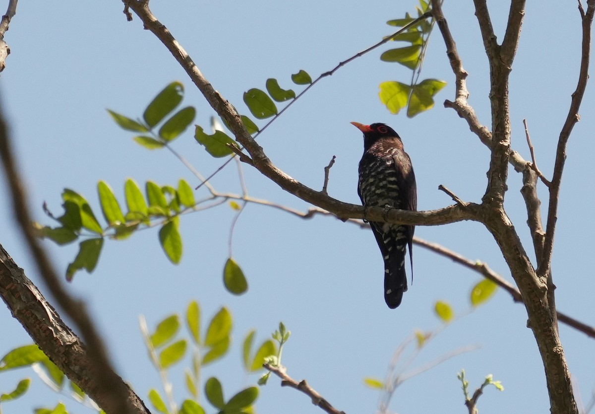 Violet Cuckoo - ML651057320